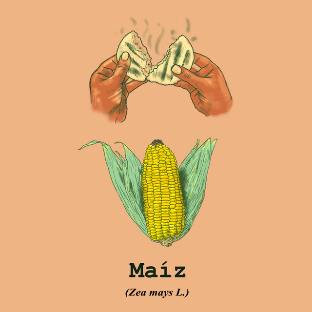 Maíz