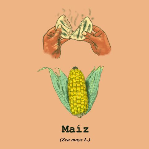 Background para 
<span>Maíz</span>
