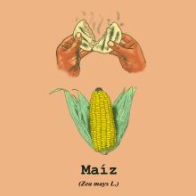 Maíz